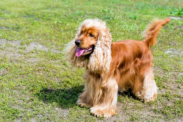 Carrinhos de Cocker Spaniel — Fotografia de Stock