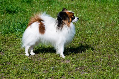 Papillon profil