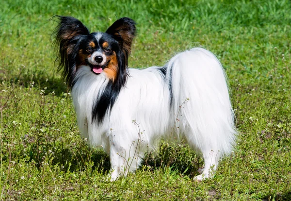 Papillon fica na grama . — Fotografia de Stock