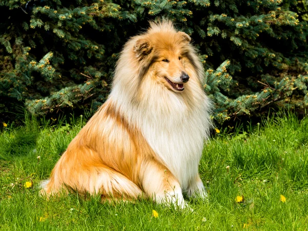 Collie ruw kijkt. — Stockfoto