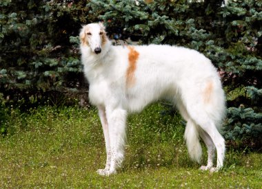 Borzoi Rus beyaz.