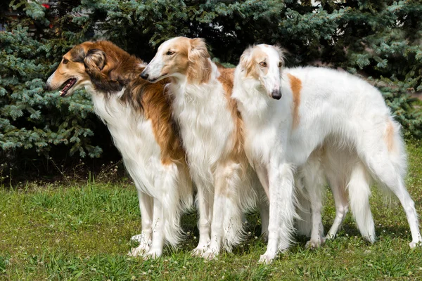 Orosz Borzoi-hármas. — Stock Fotó