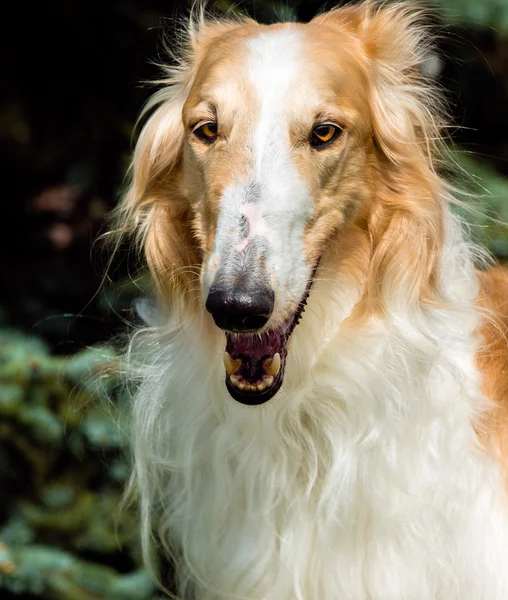 Borzoi 러시아 전체 얼굴 초상화. — 스톡 사진