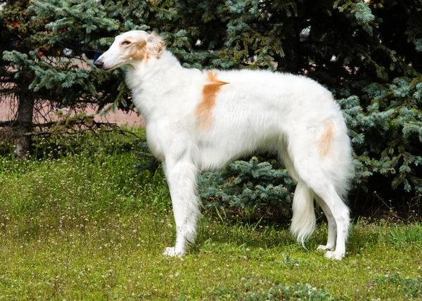 Borzoi Perfil russo — Fotografia de Stock