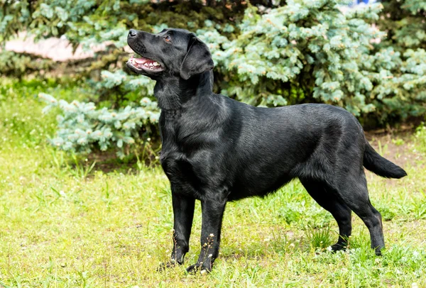 Labrador svart väntar. — Stockfoto