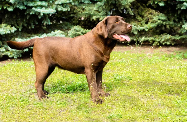 Labrador Gelb wartet. — Stockfoto