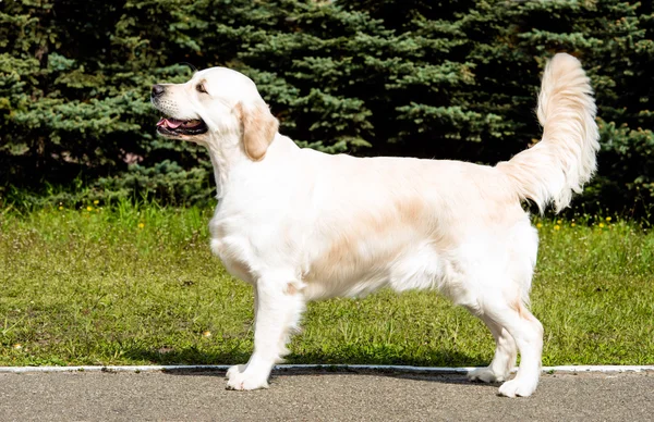 Labrador Retriever giallo con coda grande . — Foto Stock