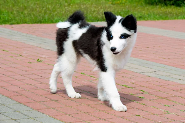 Yakutian Laika bekler. — Stok fotoğraf