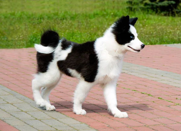 Yakutian Laika standları. — Stok fotoğraf