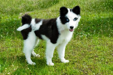 Yakutian Laika görünüyor.