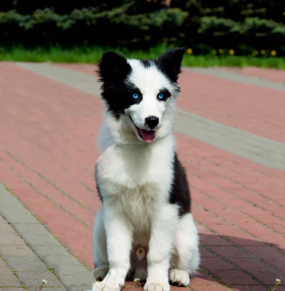 Yakutian Laika seats. — Stock Photo, Image