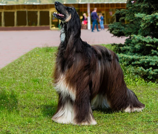 Afghan Hound barks. — Stock Photo, Image