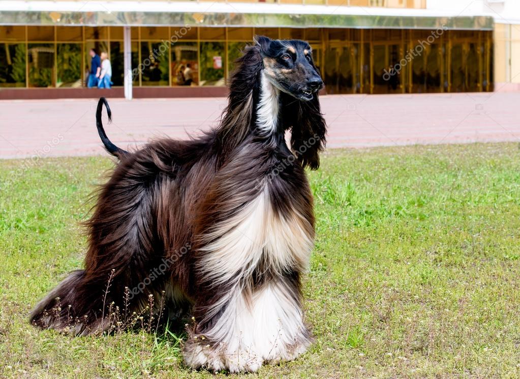 Hound Taigan Dog Breed Afghan Hound — Stock Photo © Volofin #113442424