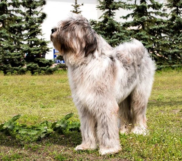 Briard szürke néz ki — Stock Fotó