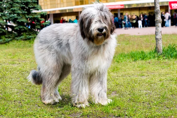 Brie çoban köpeği gri bekler
