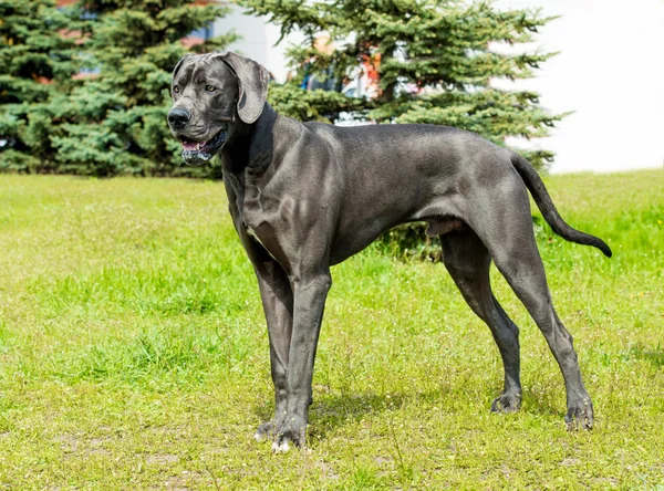 Great Dane kijkt. — Stockfoto