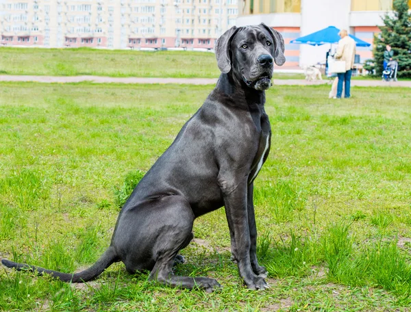 Great Dane seats. — Stock Photo, Image