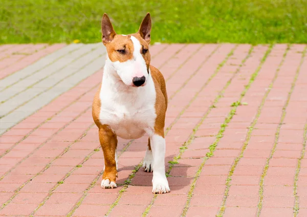 Bull Terrier cara cheia . — Fotografia de Stock