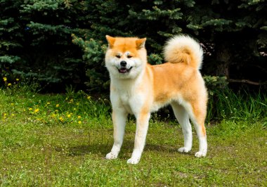 Japon Akita Inu görünüyor.