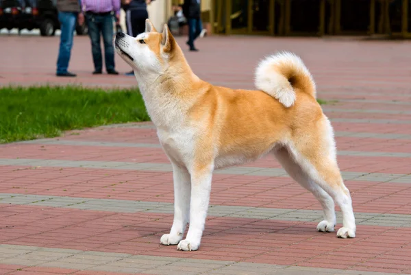 Japon Akita Inu profili.