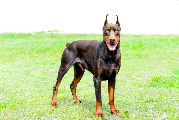 Dobermany Pinscher brązowy wygląda. — Zdjęcie stockowe