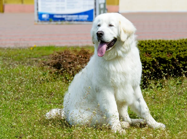 Kuvasz koltuk.  