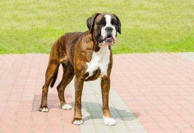 Tam yüz renkli Alman boksör kaplan.