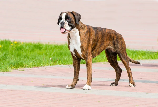 Német Boxer tigris színű profil. — Stock Fotó