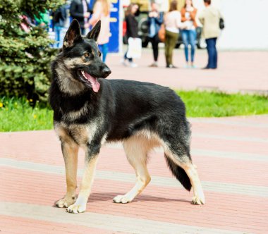 Alman çoban köpeği siyah beyaz görünüyor.   