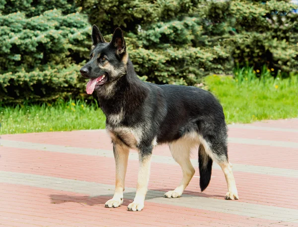 German shepherd hitam dan putih berdiri . — Stok Foto