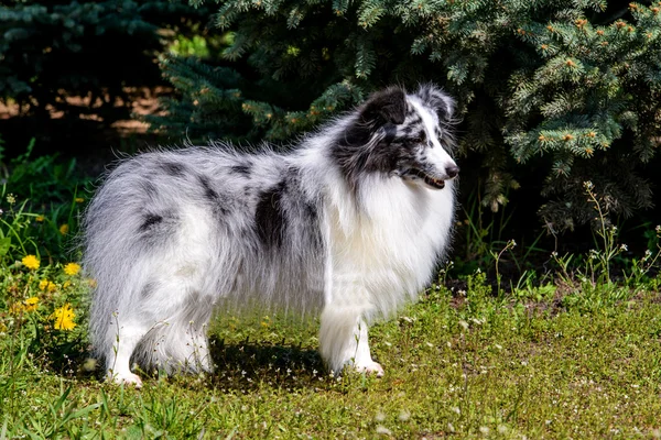 Sheltie šedá. — Stock fotografie