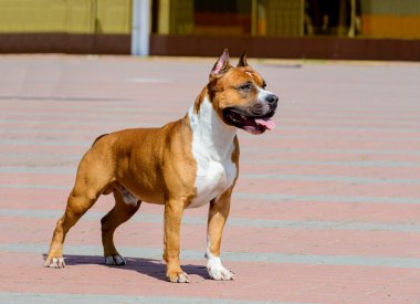 Amerikan Staffordshire Terrier profil.  