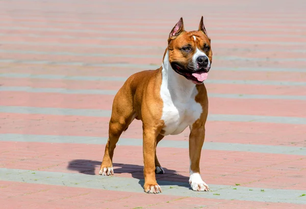 Αμερικανικό Terrier Staffordshire ολόκληρου προσώπου. — Φωτογραφία Αρχείου