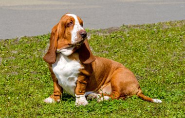 Basset Hound bekler.  