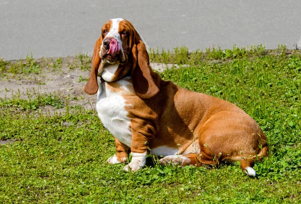 Basset Hound se ve . — Foto de Stock