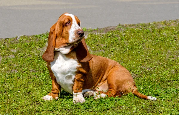 Basset Hound wacht. — Stockfoto