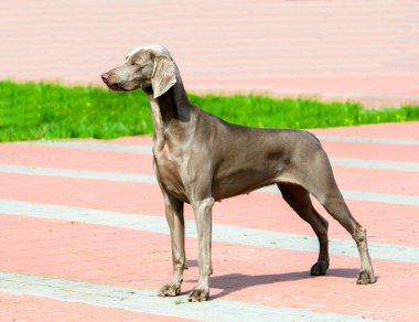 Weimaraner profil.