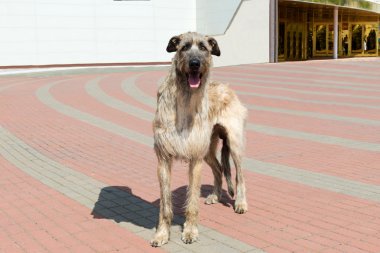 İrlandalı Wolfhound tam yüz.