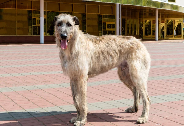 在配置文件中的爱尔兰猎狼犬 — 图库照片