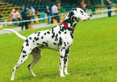 Dalmaçyalı rekabet.