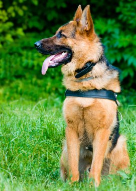 Alman çoban - sol tarafta.