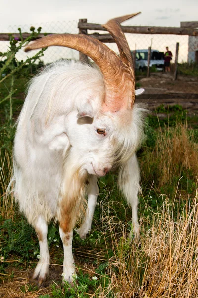 The angry he-goat. — Stock Photo, Image