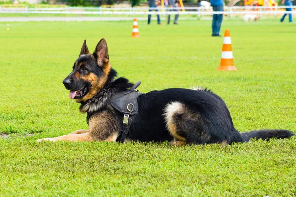 Berger allemand sur la compétition . — Photo