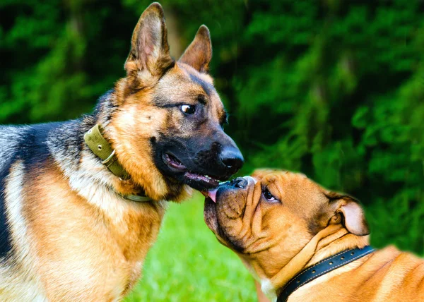 德国牧羊犬和斗牛犬. — 图库照片