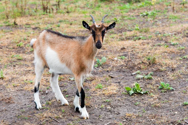 Kinder goat. — Stock Photo, Image