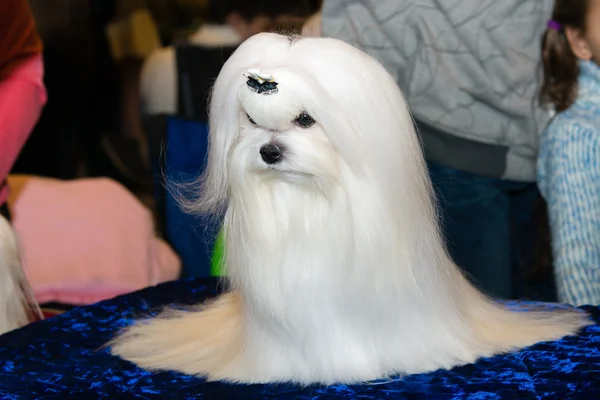 Beautiful Maltese. — Stock Photo, Image