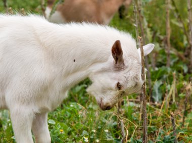 Keçi çocuğun white dress no bra.