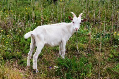 Keçi çocuk alanı.