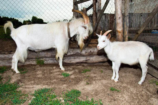 He-goat and goat. — Stock Photo, Image