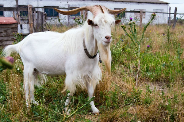 He-goat in outdoor. — Stock Photo, Image